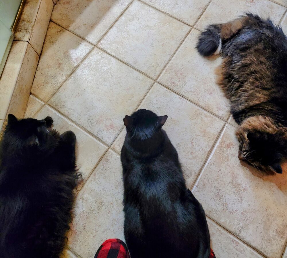 Tensions In A Multi-Cat Household - The Dedicated Feline Enthusiast - Catnip And Anxiety In Multi Cat Households